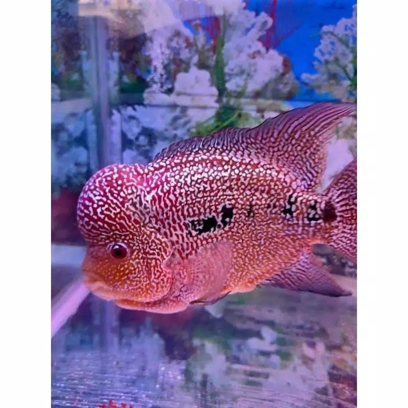 ikan lohan/louhan KAMFA murah F3 GEN ORI burayak /GARANSI ganti jika ikan mati