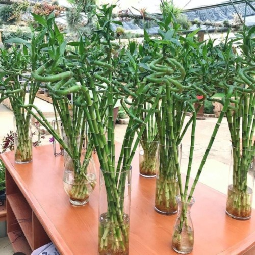 Bambu Hoki Super Tanaman Hias Bambu Hoki Import Jumbo Tanaman Aquascape Jual Perbatang