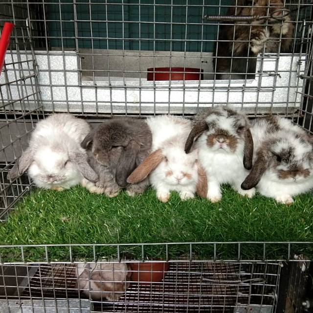 Kelinci holland lop warna langka jantan