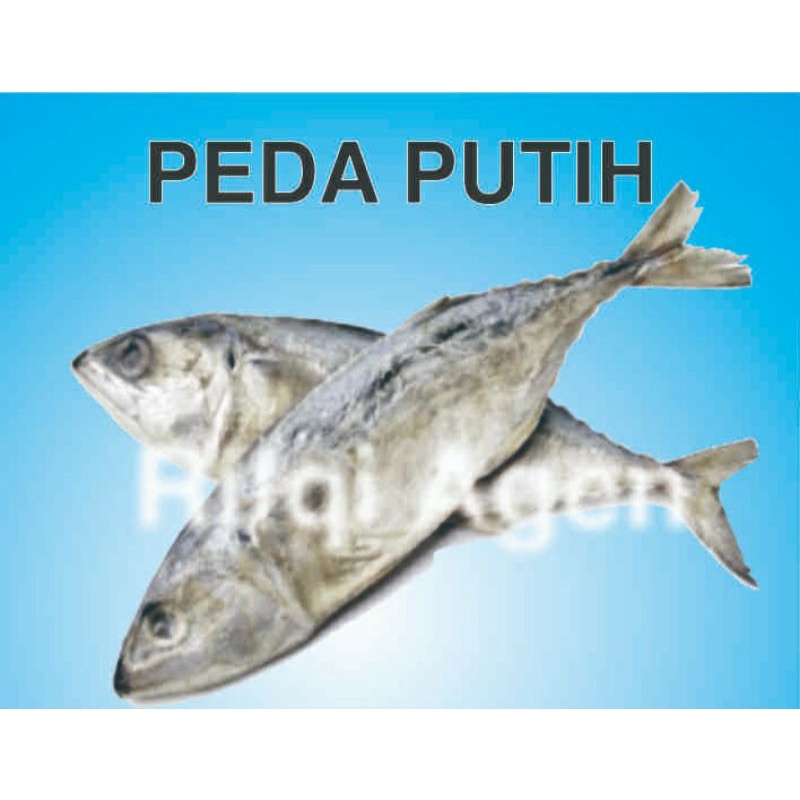 

PEDA PUTIH