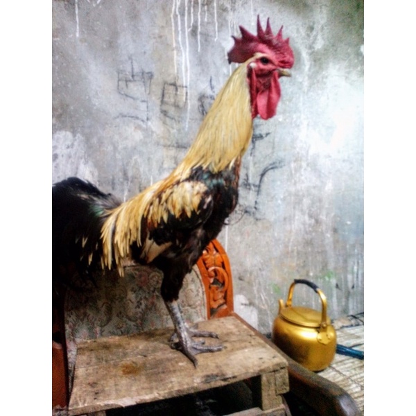Ayam pelung jantan warna jalak
