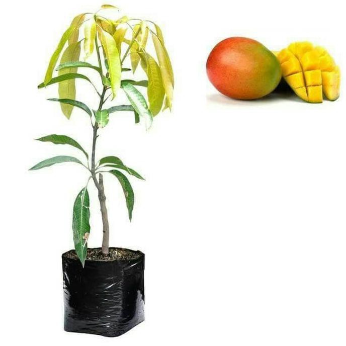 Bibit Tanaman Buah Mangga Gedong Gincu Pjr
