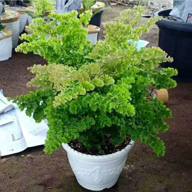 Tanaman hias langka - pohon suplir giant 99