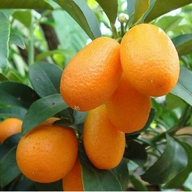 Bibit Jeruk Nagami Sudah Berbuah /bibit tanaman jeruk nagami