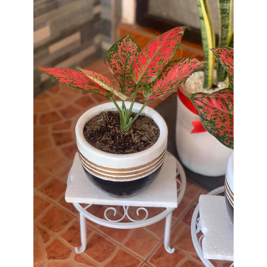 Aglaonema Dut Anjamani - Aglonema Dut Anjamani