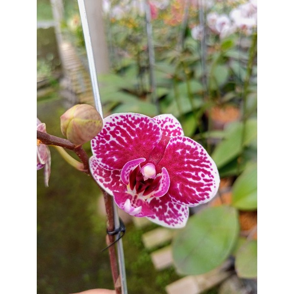 anggrek bulan grade B ungu bintik phalaenopsis hybrid bunga mini kondisi knop mekar