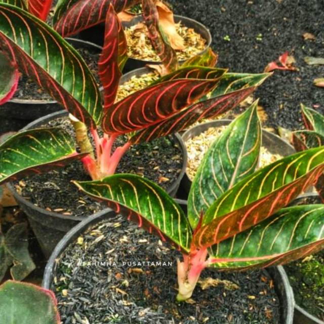 Aglonema Red Sumatera | Aglaonema Red Sumatra | Tanaman Pot Aglonema Sumatera