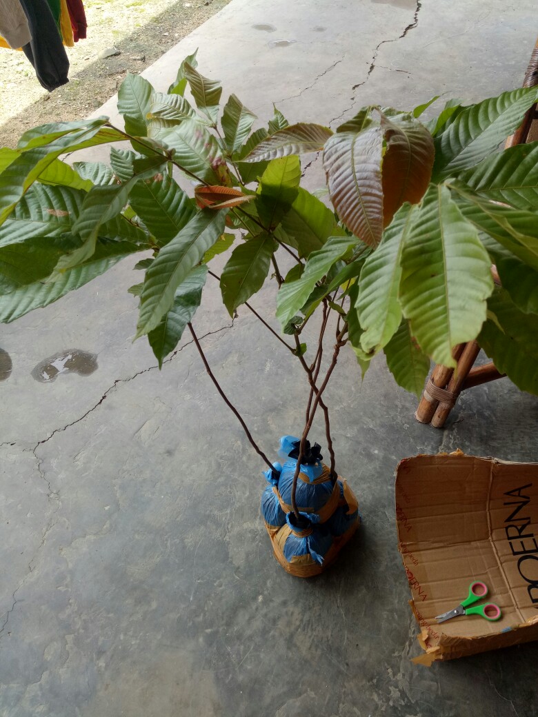 Tanaman/bibit Matoa (siap Tanam)