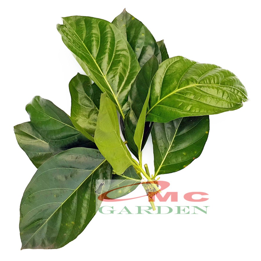 Daun Mengkudu Segar Noni Pace Tanaman Obat Herbal MKD-D-1