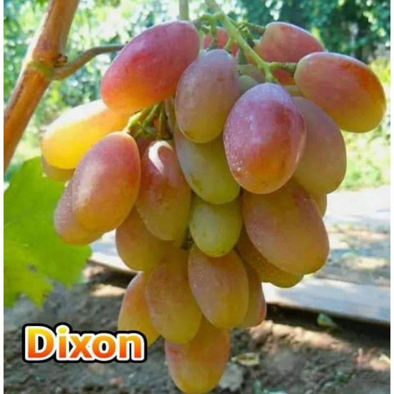BIBIT ANGGUR IMPORT DIXON (asli grafting)