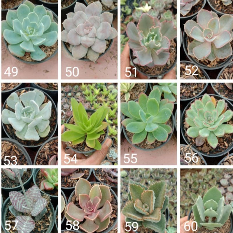 kaktus sekulen | sukulen mini bisa pilih sendiri