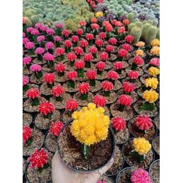 tanaman kaktus thailand import