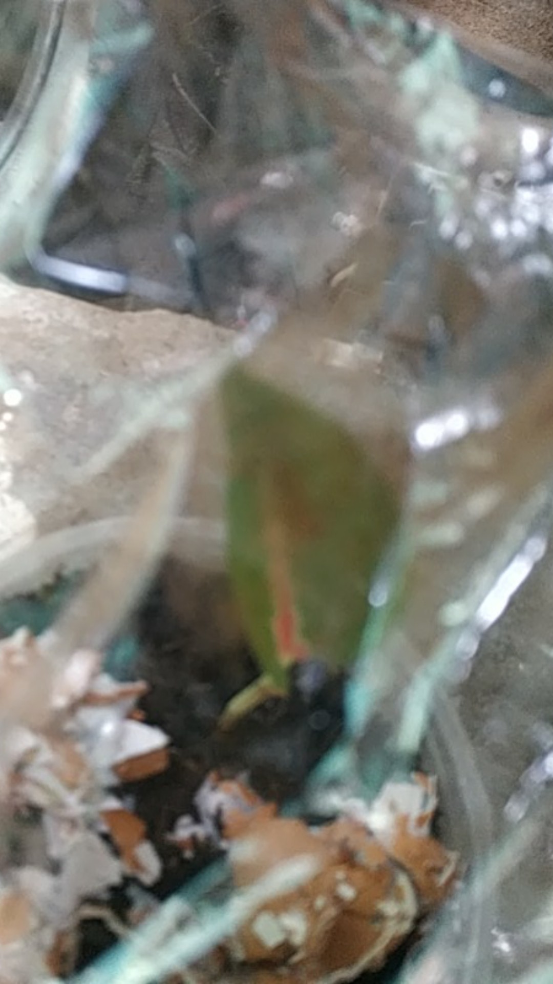 Suksom Jaipong Anakan/suksom Jaipong Bonggolan 2~3 Helai