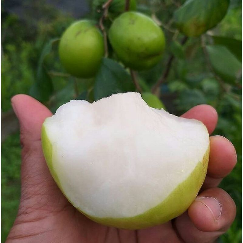 BIBIT APEL INDIA/ APEL PUTSA SUPER MANIS DAN GENJAH