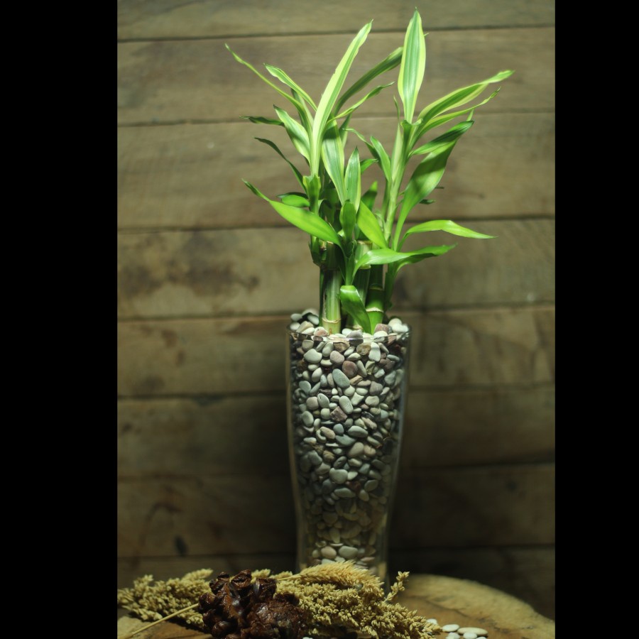 paket tanaman mini lucky bamboo dekorasi ruangan rumah tanaman hias bambu cina hoki vas kaca pot pla