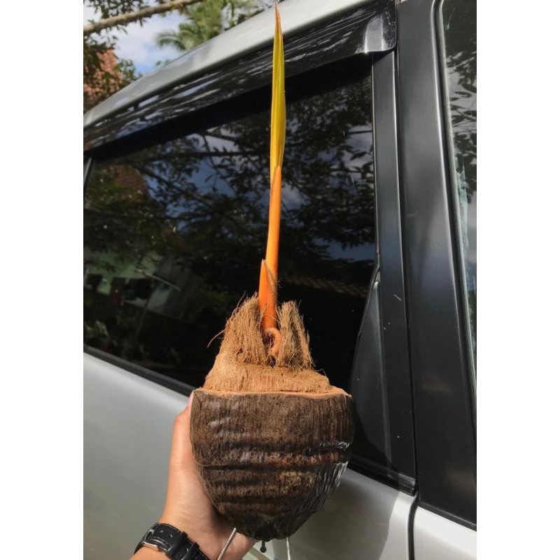 Bibit bonsai kelapa minion model UVO/SETENGAH ORI warna oren, kuning, hijau, dan coklat sudah bertun