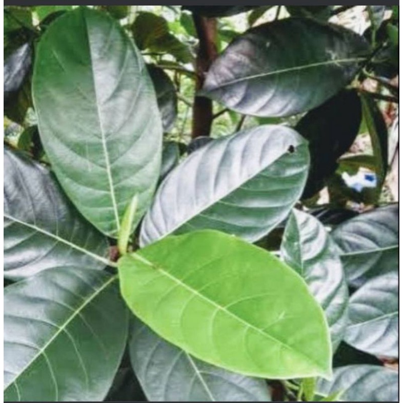 

daun nangka segar 100 lembar obat herbal diabetes