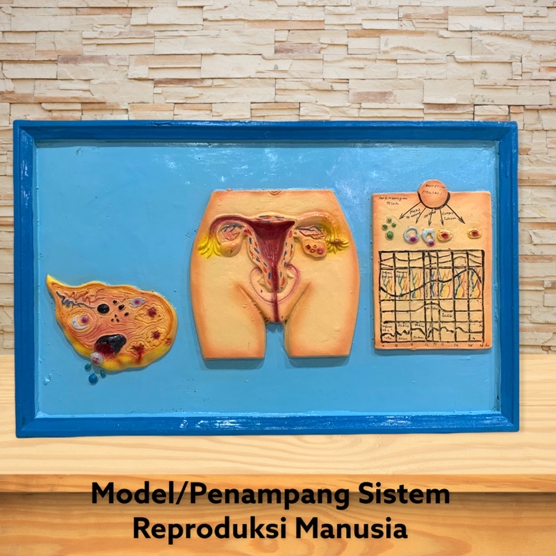 

Alat Peraga Sistem Reproduksi Manusia-Alat Peraga Ipa Biologi [100% Original Product]