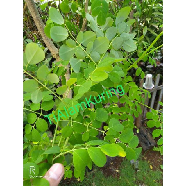 

terbaru Daun kelor segar fresh langsung petik segar