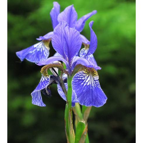 Tanaman Bunga Iris Biru - bibit tanaman hias