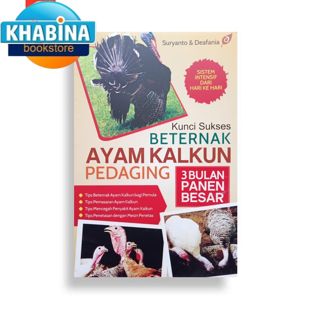 Kunci Sukses Beternak Ayam Kalkun Pedaging