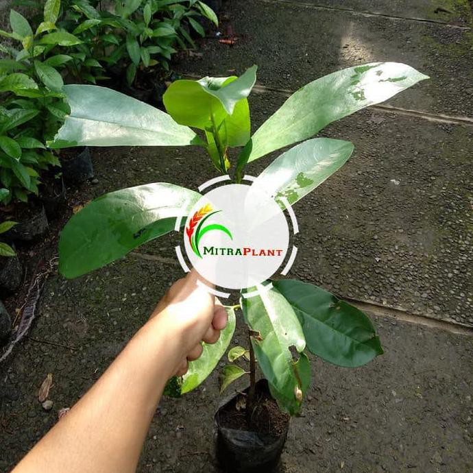 Bibit Pohon Buni Bibit Pohon Huni Bibit Tanaman Buni Bibit Tanaman Huni Buah Buni Wuni Bignai