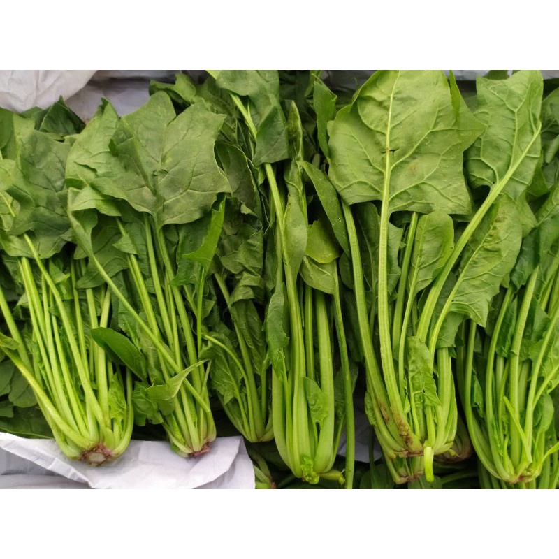 

Horenzo/Bayam Jepang/Poling (250gram)