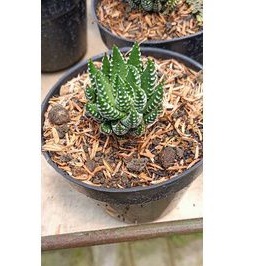 Sukulen Haworthia | Haworthia Zebra