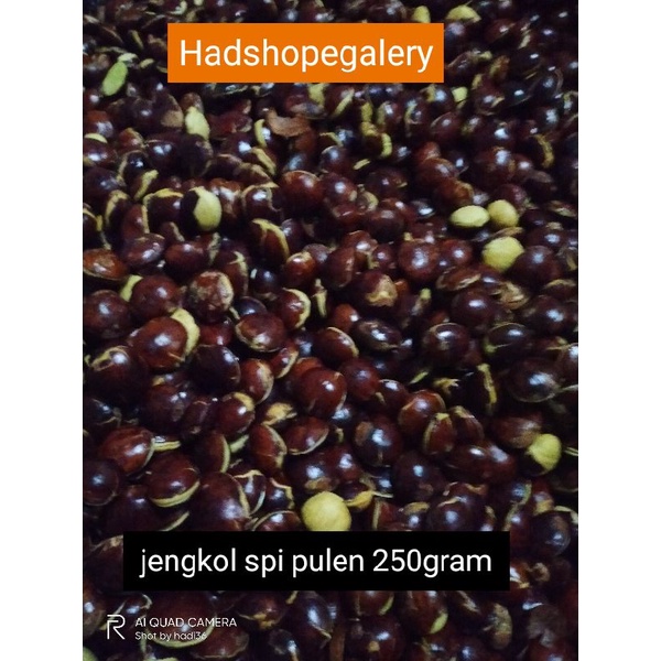 

Jengkol spi tua pulen 1/4 (250gram)