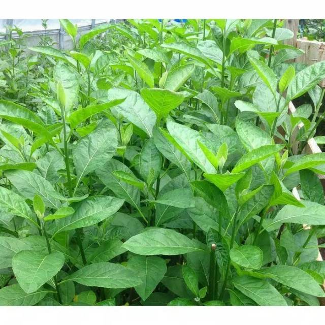 

HerBal Daun aprika segar herbal asli petik dari pohon/Lembar