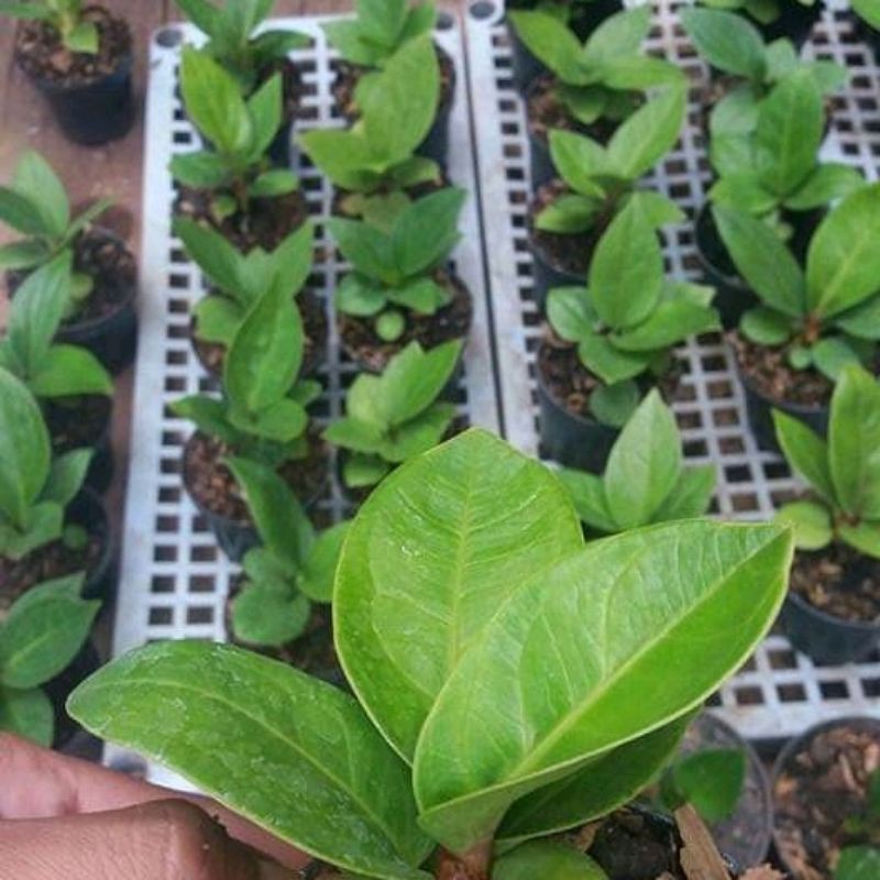 Bibit antorium jemani mangkok-antorium mangkok