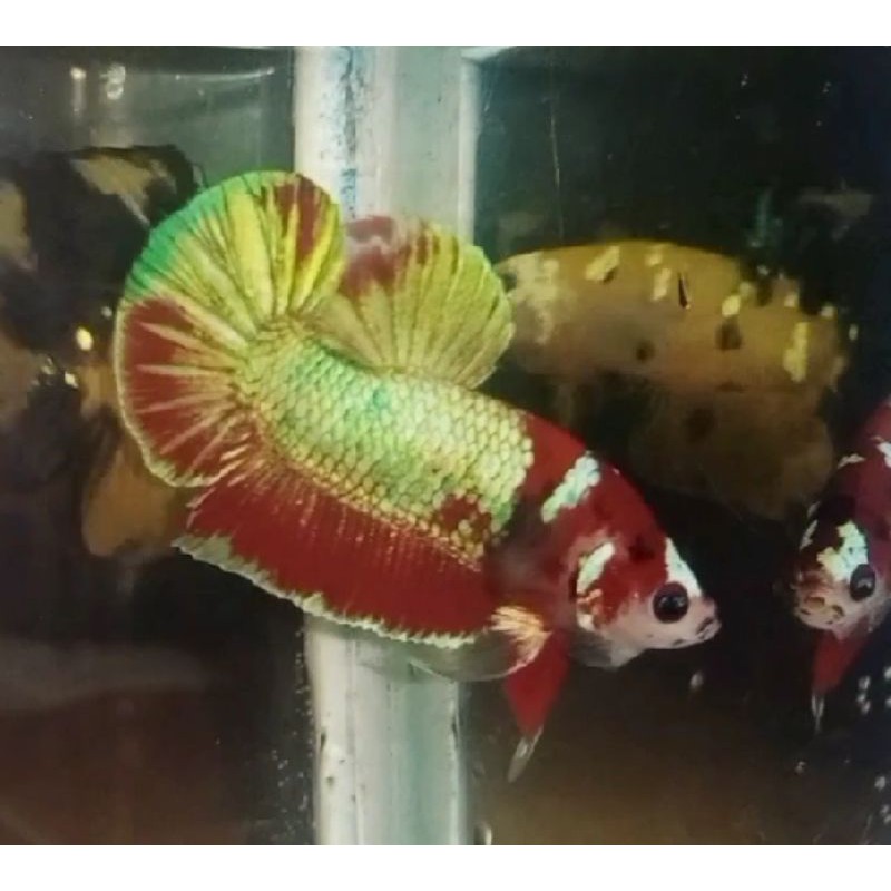 

1 pair Koi bias Gold strong colour