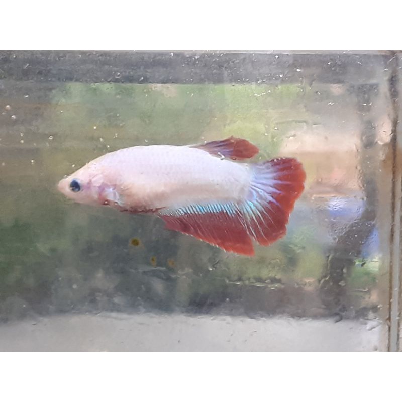 Ikan cupang crowntail