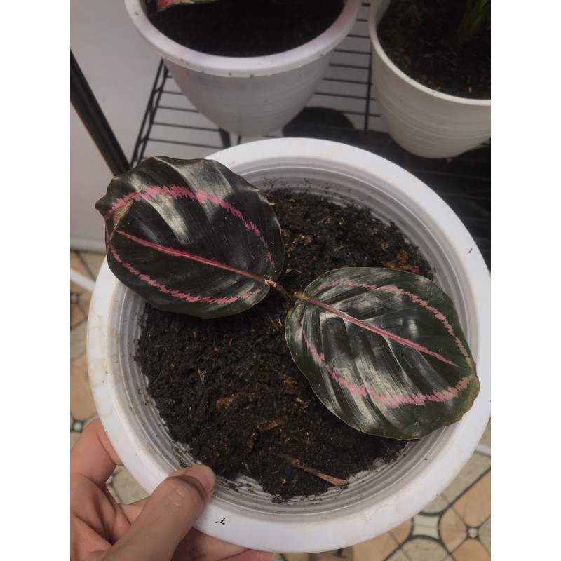 calathea black lipstick