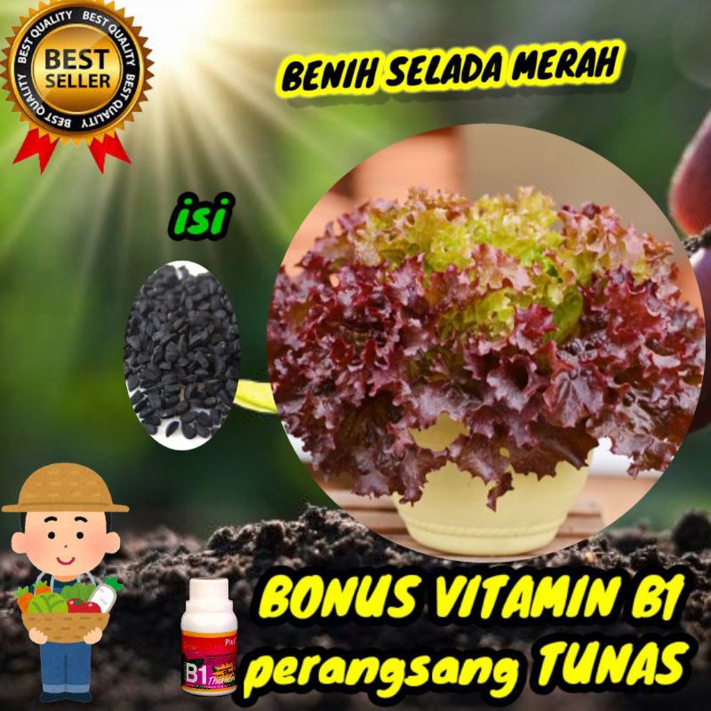 Benih Selada Merah