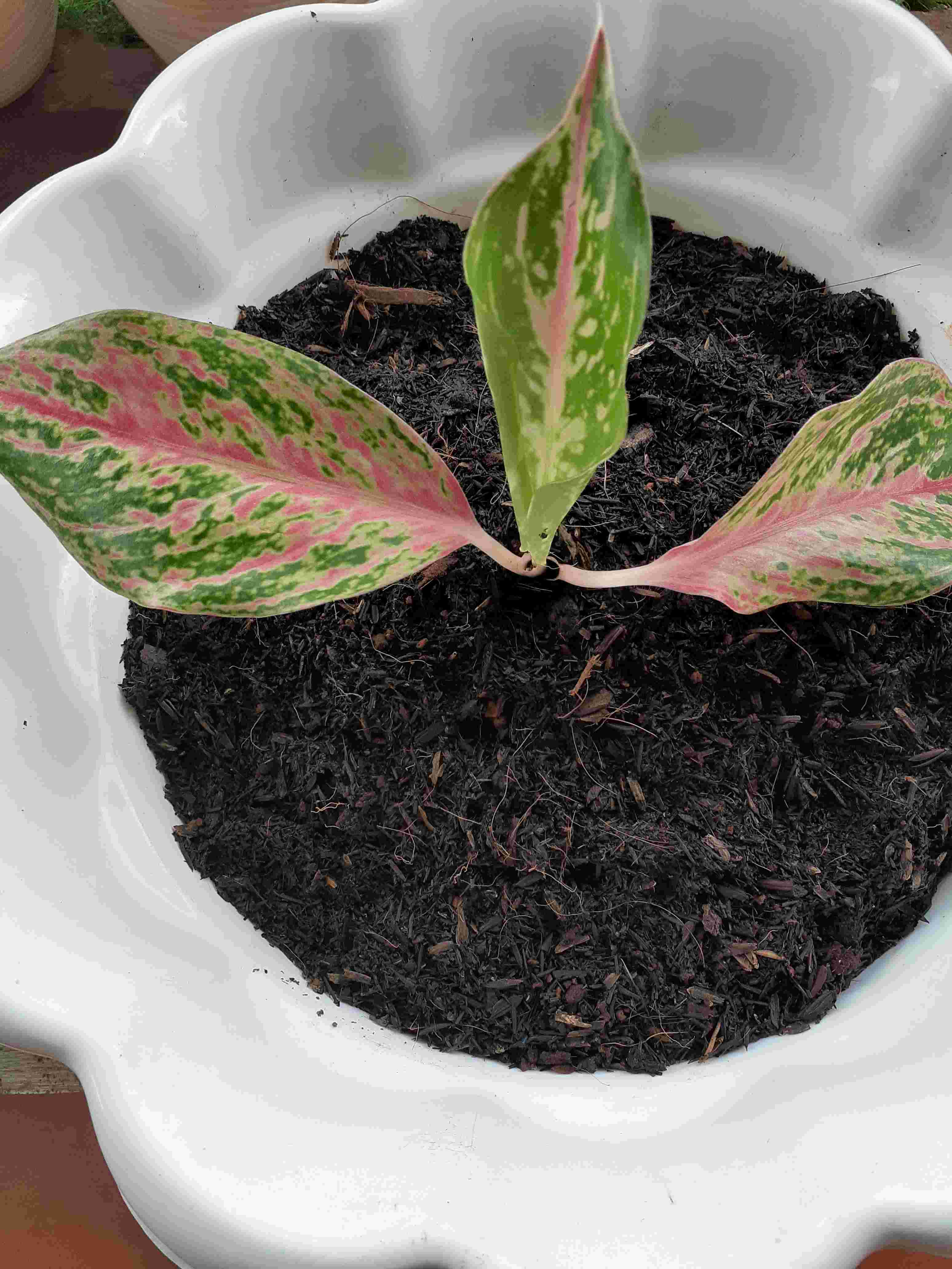 Aglaonema Butterfly - Bibit Aglaonema - Aglaonema - Aglonema Butterfly - Agonema - Bibit Aglonema