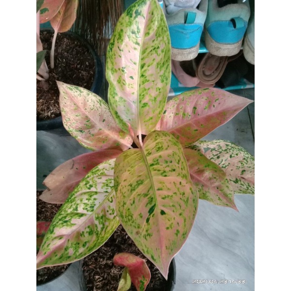 aglonema bigroy-tanaman aglonema bigroy