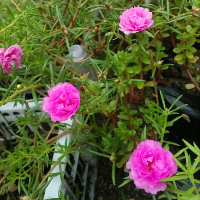

Moserose/portulaca import pink