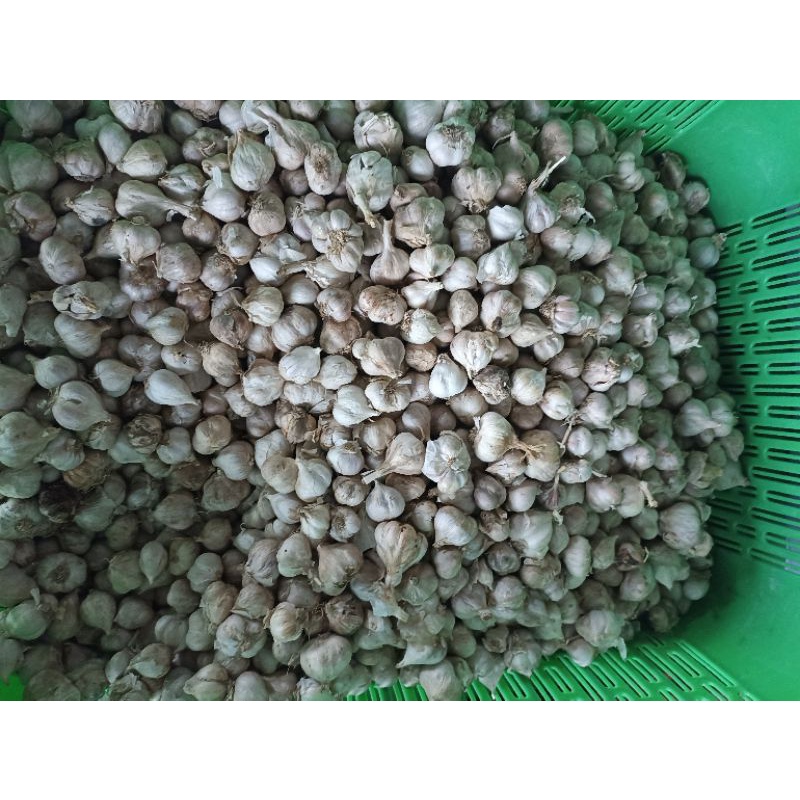 

Bawang putih Kampung asli