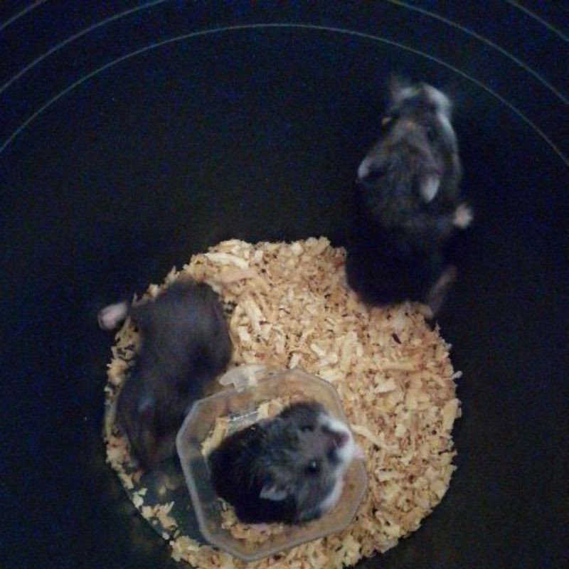 Hamster Campbel Polos Indukan