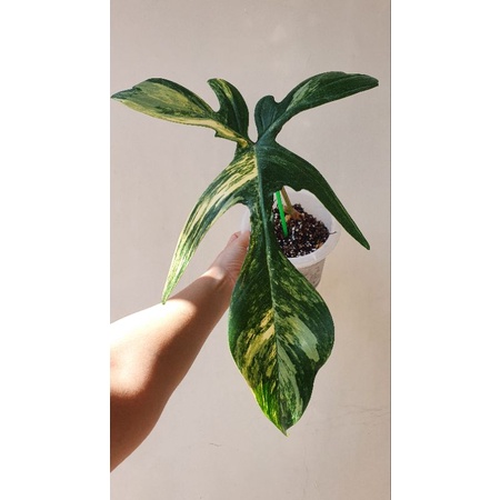 philodendron florida beauty narrow form (tunas)