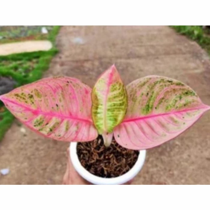 Aglonema romantic love