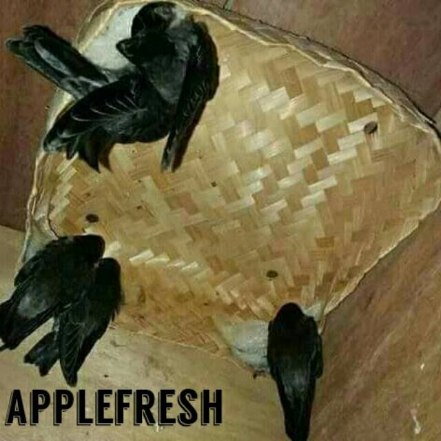 Grosir besek bakul walet 25x25