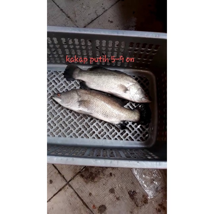 

IKAN KAKAP PUTIH HIDUP 500GR SAMPAI 800GR