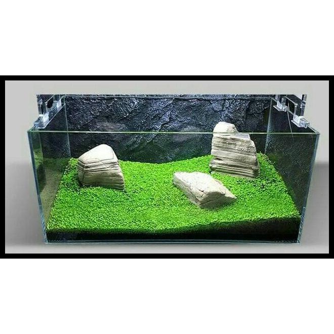 Promo Bibit Benih Tanaman Air Carpet Seed Aquascape Aquarium