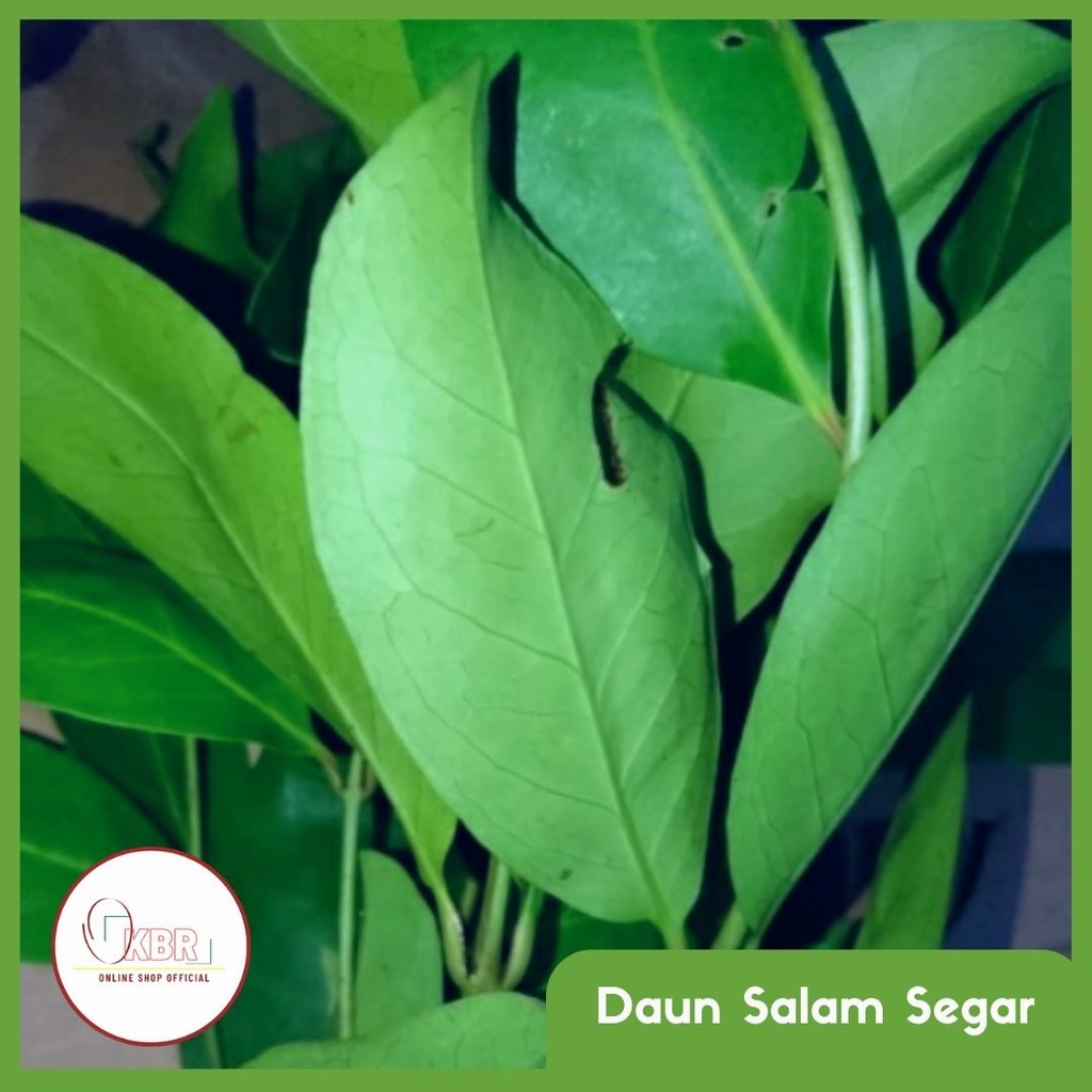 

Daun Salam / Daun Salam 500gr