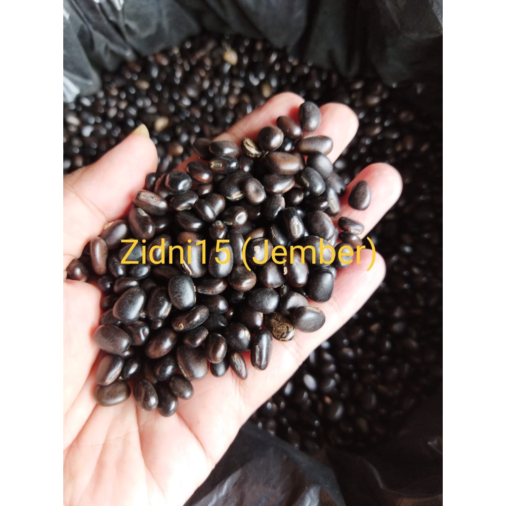 500gram Benih Biji kacangan MB (Mucuna Bracteata) Lokal  / Cover Crops / LCC /  Tanaman pengendali gulma-4