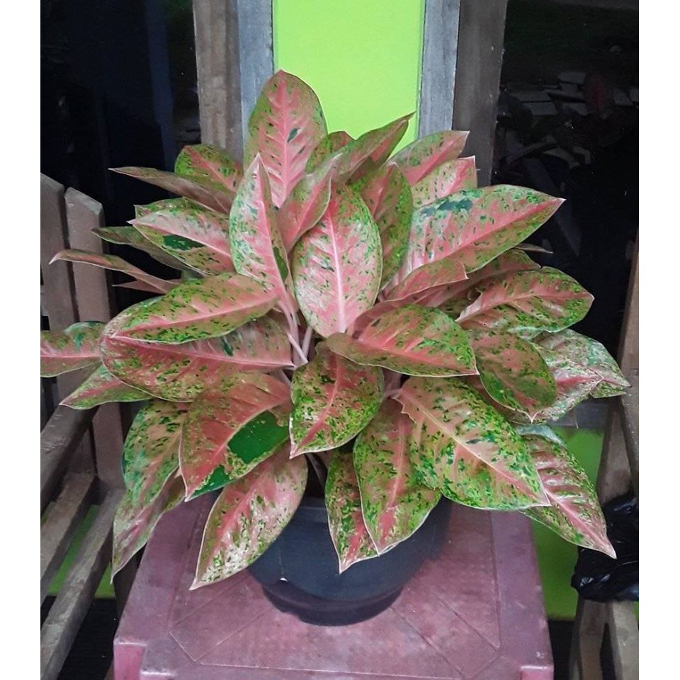 Jual Tanaman Hias Aglonema Big Roy Lulaiwan Dewas Cantik Indonesia Shopee Indonesia