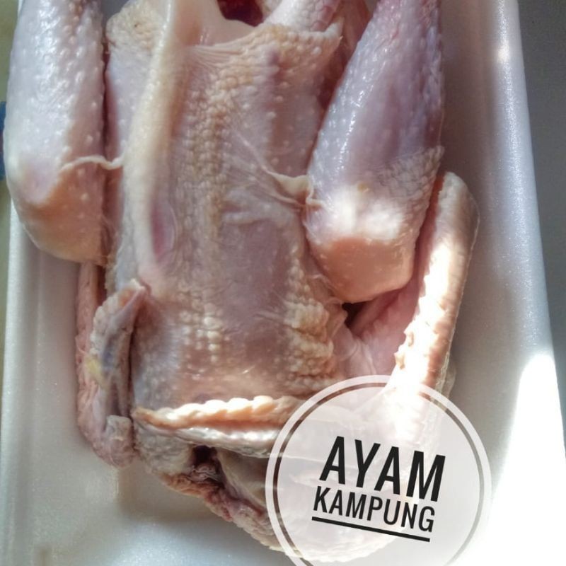 

Ayam Kampung Sehat