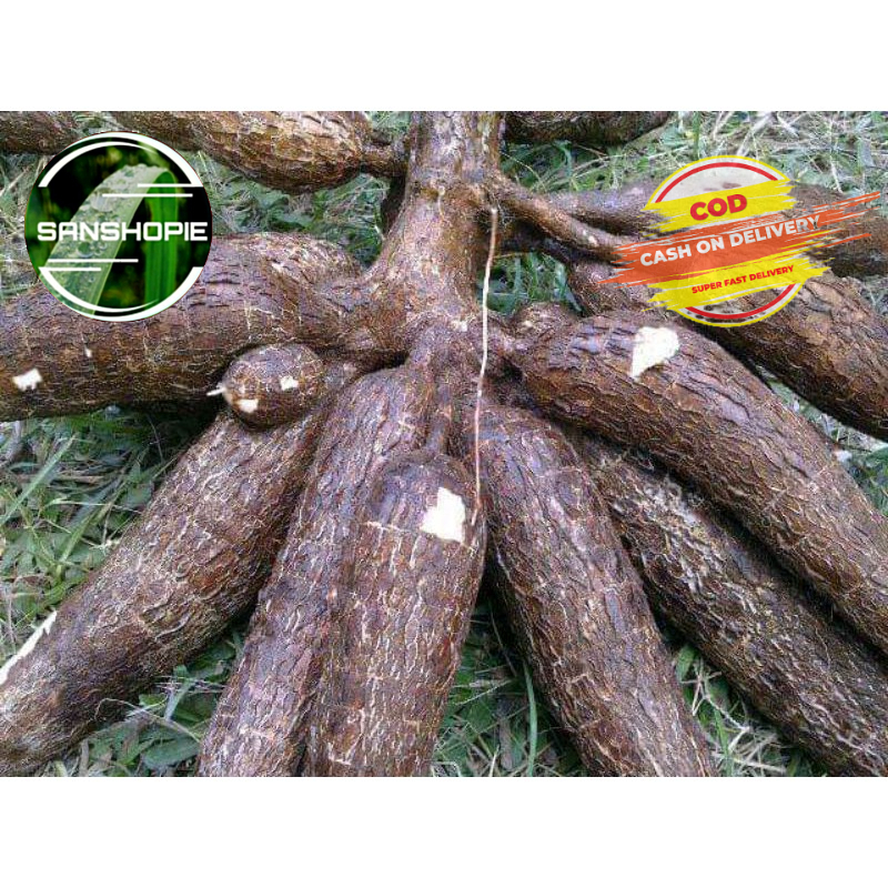 

Singkong Empuk Segar Paket Pe 1 kg